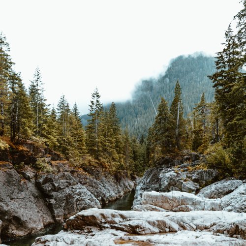 northern-forest
